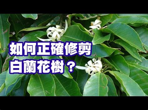 玉蘭花禁忌|【玉蘭花樹風水】揭開玉蘭花樹風水奧秘：種植禁忌與。